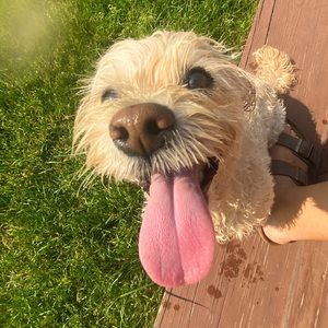 Meet your Posher, Ava